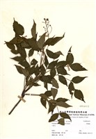 藏品(野鴉椿)的圖片